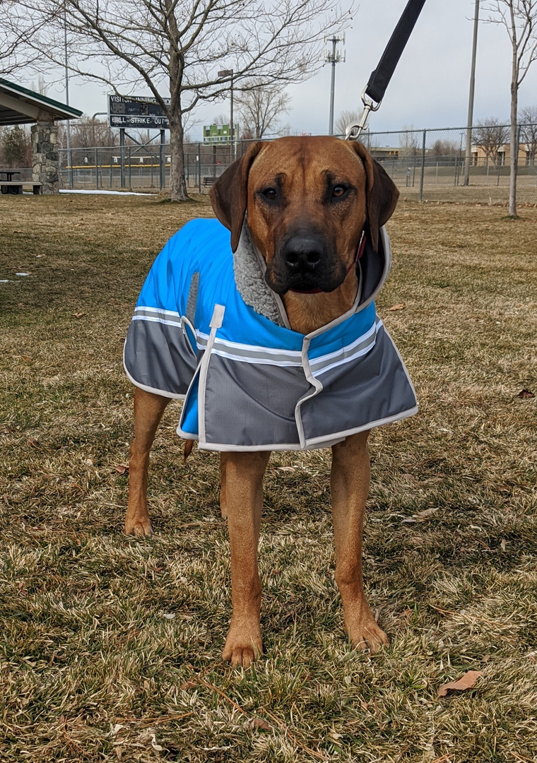 Caribu dog coats online