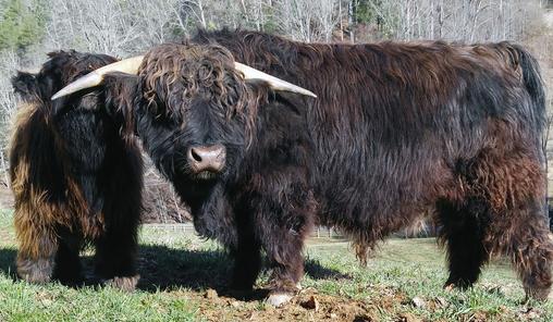 Highland cattle black,Scottish highland cattle,Black highland cattle,Highland cattle, Highland calves