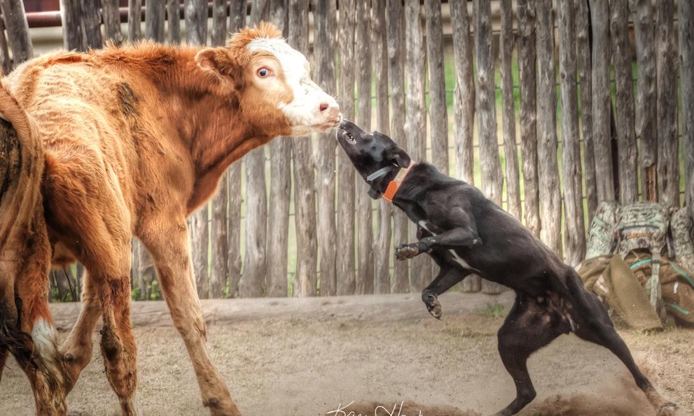 Hangin tree sales cow dogs