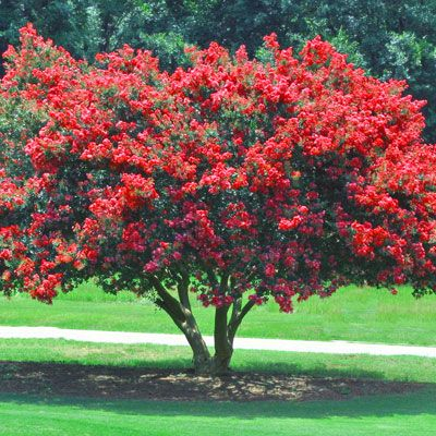 deepest red crape myrtle