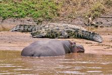 Favorite pictures of hippo and crocodiles from Tanzania