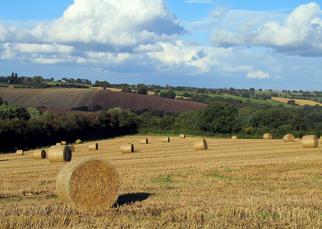 Picture of field in harvest