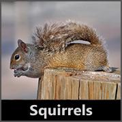 Squirrels