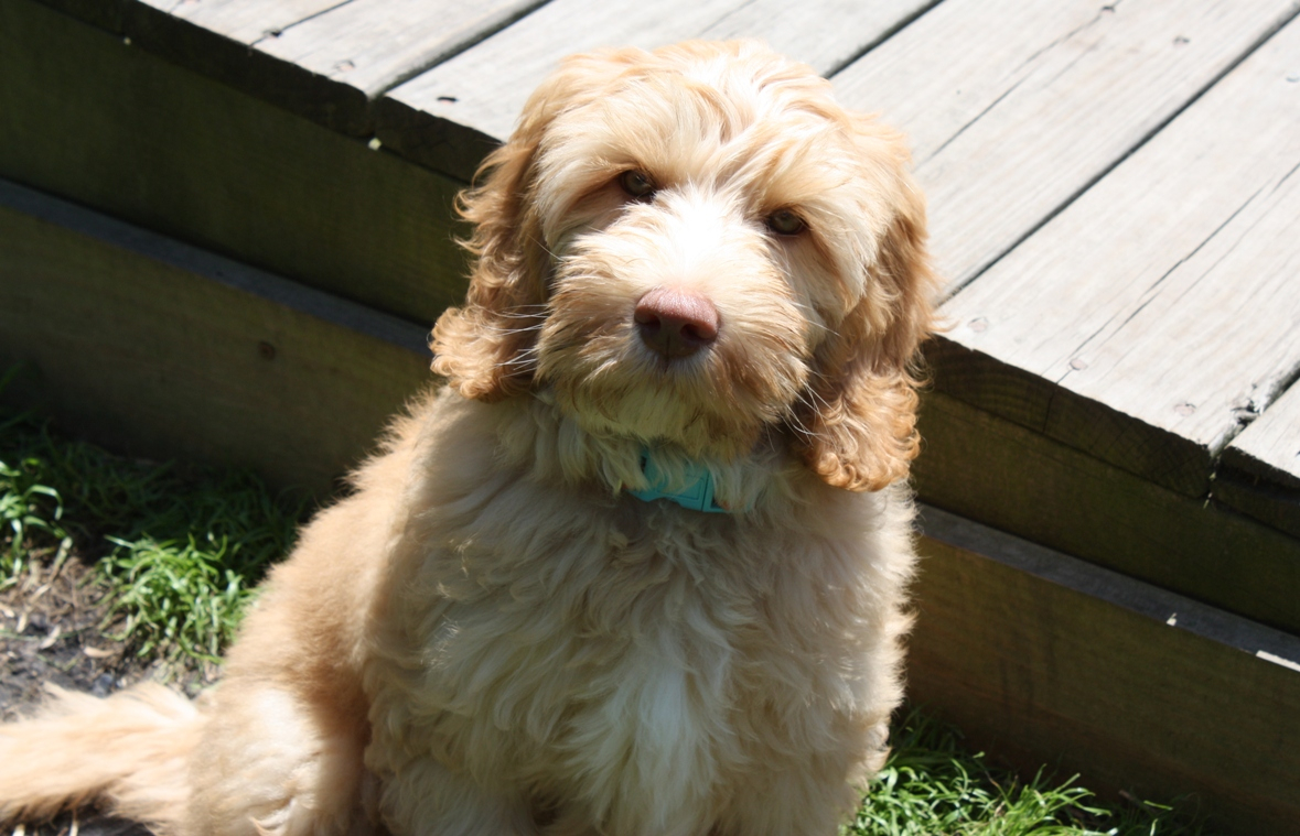 Jubilee labradoodle 2024