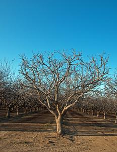 Bakersfield, CA