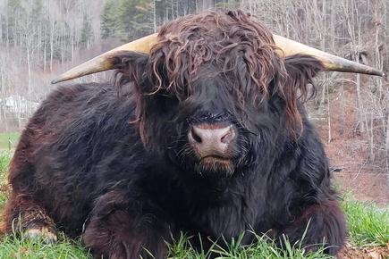 Highland cattle black,Scottish highland cattle,Black highland cattle,Highland cattle, Highland calves