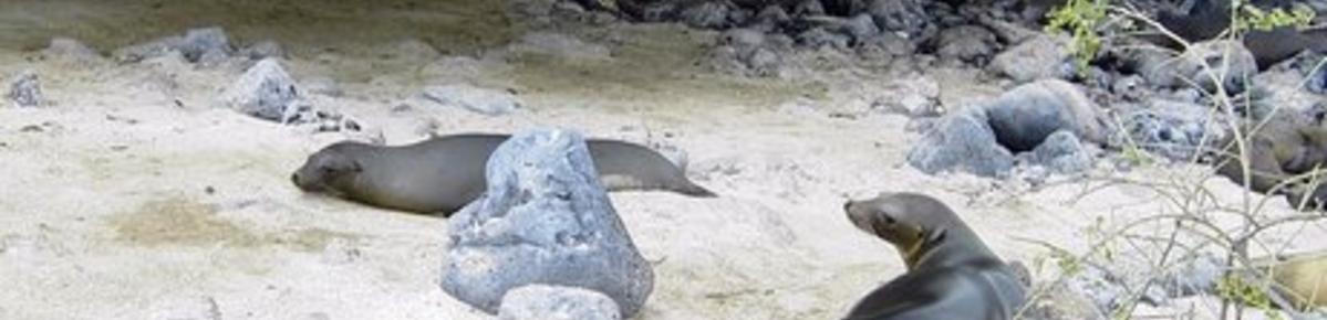 Lobos marinos en Playa del Oro, San Cristóbal