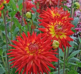 Watercolor Inspiration Tracy Harris, Watercolors, Red, Flowers