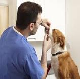 Canine Tooth Inspection