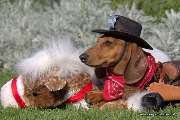 Amazing dachshund puppy for sale and adoption nearby