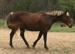 Colby's Army photo of the Shire, Belgian, Thoroughbred therapy horse Prospector's Lexus (Lex)