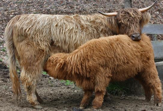 Scottish highland cattle,Black highland cattle,Highland cattle black,Highland cattle, Highland calves