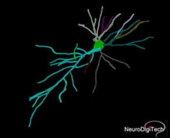 3D neuron model of pyramidal cells