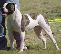 American bulldog outlet kennel club