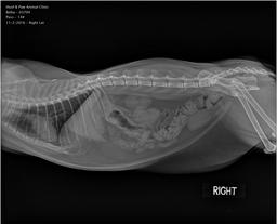 Small Animal Radiograph