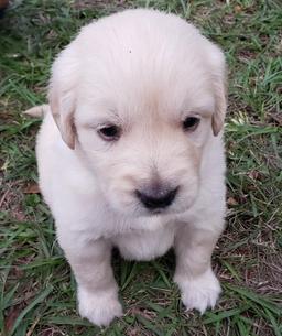 Golden Retriever Puppies Orlando Florida