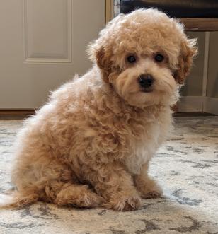 poochon, bichpoo, bichon poodle, bichonpoo, bichoodle, small breed dog, hypoallergenic dog, nonshedding dog, puppy, puppies, puppies for sale, adopt a puppy