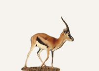 Hunting Gazelle Sudan