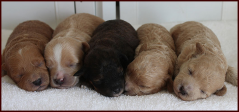 #rollingmeadowspuppies #shichonpoo #teddybearpoo #daisydog #puppies #puppiesforsale #dogs #doglover