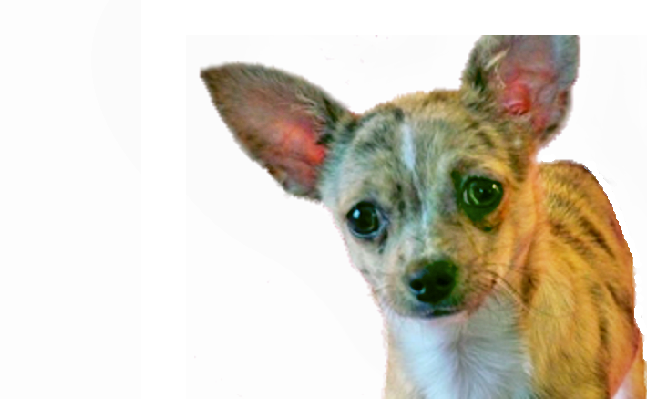 Chihuahua breeders sale midwest