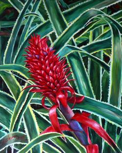 J Stephen Street Bromeliad