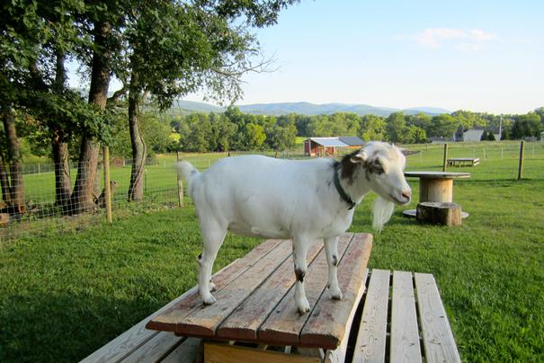Annie, Nigerian Dwarf goat, at my peeps farm