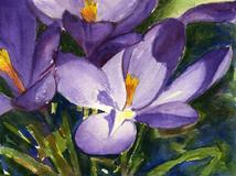 "Crocus"