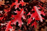 buy beautiful red oak shade tree in san antonio at wilson landscape nursery