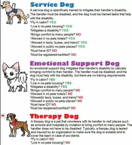 how do you become a therapy dog