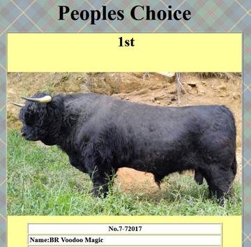 Black highland cattle,Scottish highland cattle, Highland cattle black,Highland cattle, Highland calves