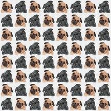 pug-portraits