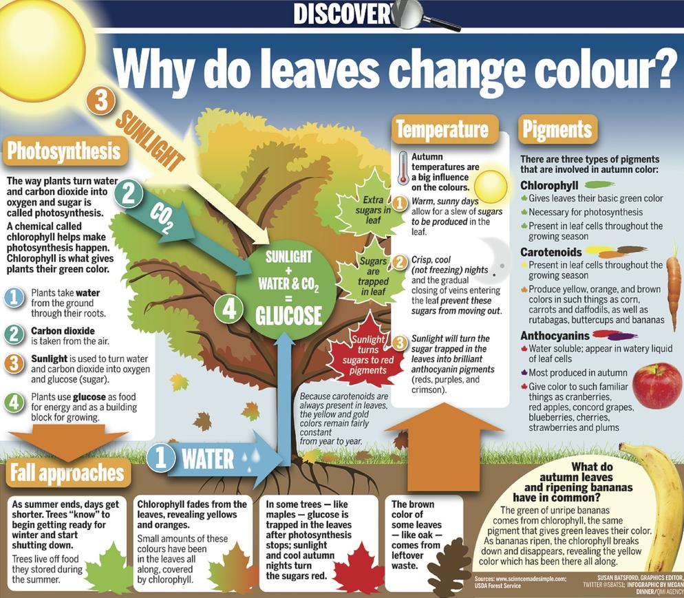 Floating leaf disk photosynthesis lab results image