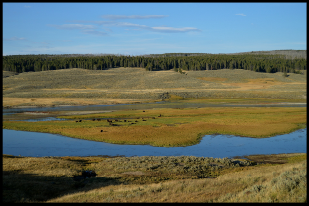 golden field with stream yellowstone national park