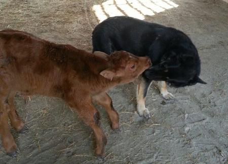 calf saying hello to dog