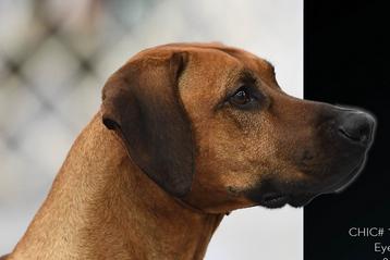 Northwest rhodesian 2024 ridgeback club