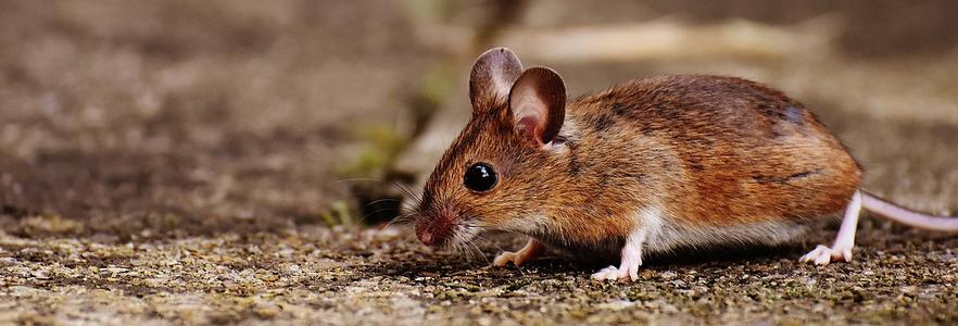 White footed mouse