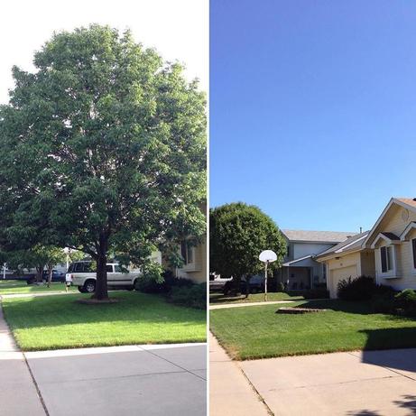 A before and after picture of the tree removal for a customer in Omaha NE