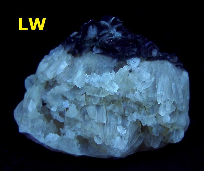Fluorescent & Phosphorescent Calcite on clam shell - Rucks pit, Fort Drum, Okeechobee Co., Florida, USA - for sale