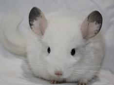 Chinchilla for 2024 sale cheap