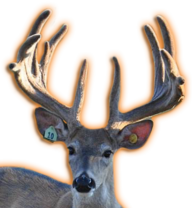 BRUISER WHITETAIL BREEDER BUCK