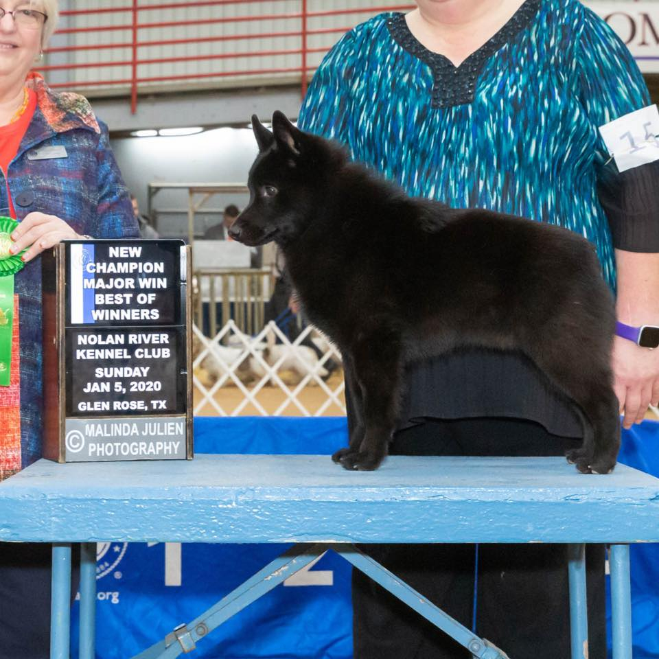 Show me a picture of best sale a schipperke