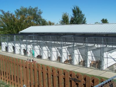 Indoor outdoor dog outlet boarding