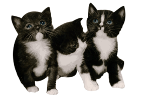 Cincinnati Hills Animal Clinic Companion Animal Plan [CAP] Kittens