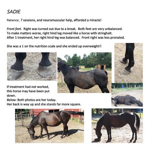 healing horses. Trauma Unity with horse Bowen Jin Shin Jyutsu Medical Intuitive