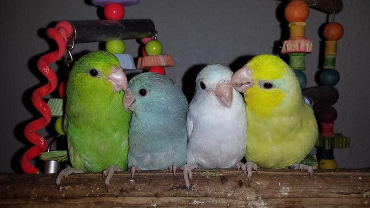 parrotlet vs lovebird