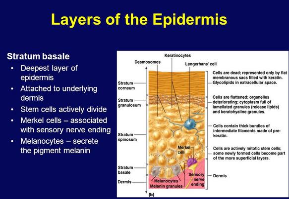 Integumentary system