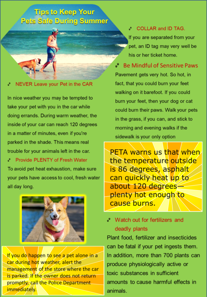 summer pets paws cars hot