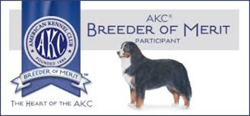 Bernese mountain dog akc sales breeders