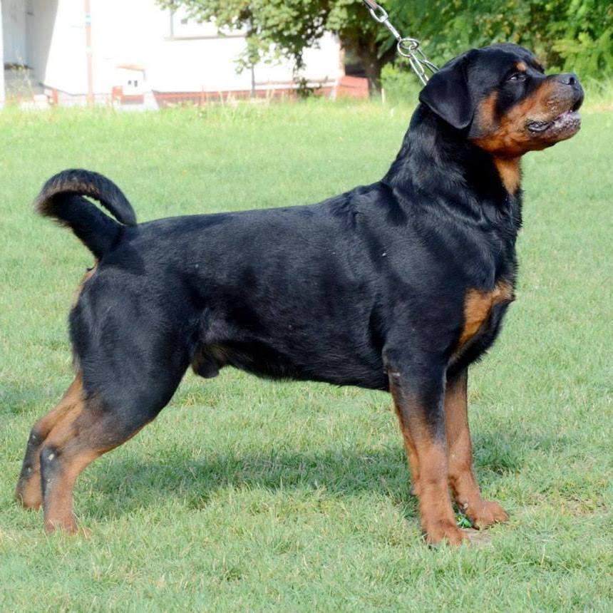 Stalter rottweilers best sale