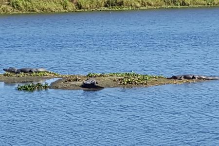 Three alligators on an islet in a canal
